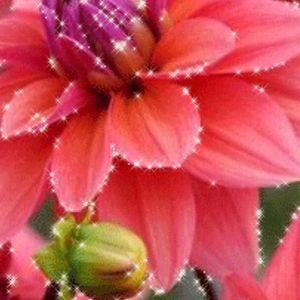 Meet your Posher, Doreen